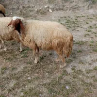 قوچ .ورن|حیوانات مزرعه|دره شهر, |دیوار