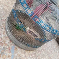 قفس پرنده