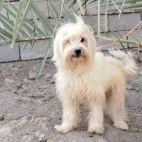 سگ پا کوتا شیتزو