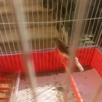 قناری ماده آماده