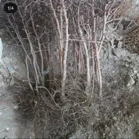 فروش بهترین نهالهای زرشک وعناب.|خدمات باغبانی و درختکاری|بیرجند, |دیوار