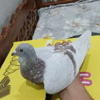 کبوتر پلاکی ذات دار|پرنده|بافق, |دیوار