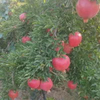 باغ انار فروشی