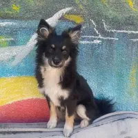 توله سگ پاکوتاه اشپیتز