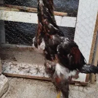 جوجه لاری خروس|حیوانات مزرعه|سبزوار, چهارراه فرودگاه|دیوار