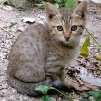 واگذاری رایگان بچه گربه|گربه|تهران, درکه|دیوار