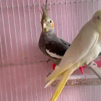 جوجه عروس ۳ ماه|پرنده|سبزوار, غرب نیروگاه|دیوار