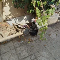 مرغ خروس|حیوانات مزرعه|خمینی‌شهر, |دیوار