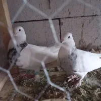 طوقی الماسی