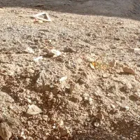 خرگوش
