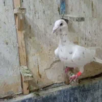 کفترکبوترسارلکه دارکرم خوشتیپ نره مال حرفیف قلدر