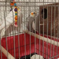 عروس هلندی|پرنده|تهران, افسریه شمالی|دیوار