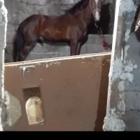 اسب نر ۳ساله