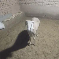 دوعددبره قوچی