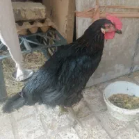 فروش مرغ و خروس