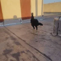 خروس لاری|حیوانات مزرعه|نسیم‌شهر, |دیوار