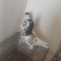 جفت یال سرخ گلدار وسرخ دم سفید نر