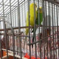 مرغ عشق|پرنده|ملارد, |دیوار