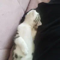 واگذاری رایگان گربه خانگی|گربه|کرمان, |دیوار