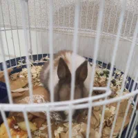 معاوضه خرگوش مینیاتوری تپل وناز یا تخفیف نقدی|موش و خرگوش|ارومیه, |دیوار