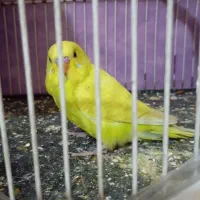مرغ عشق سرحال