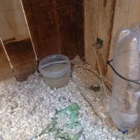 قفس  مناسب سگ . گربه . مرغ . بلدر چین .|لوازم جانبی حیوانات|خوی, |دیوار