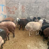 میش چاق قصر و میش و بره ومیش ابستن|حیوانات مزرعه|تهران, سعیدآباد|دیوار
