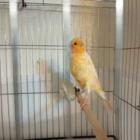 قناری پرتغالی نر|پرنده|تهران, جیحون|دیوار