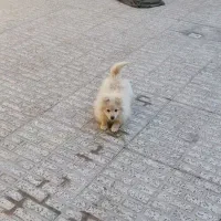 پامر عروسکی 4 ماهه|سگ|فولادشهر, A6|دیوار