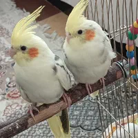 عروس هلندی