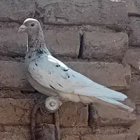 هفرنگ دودی ماده