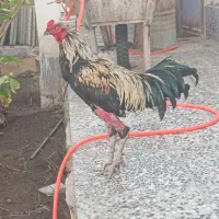 خروس لاری اصیل|عمدهفروشی|بم, |دیوار