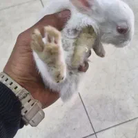 خرگوش  چشم شرابی|موش و خرگوش|شهریار, شهرک وائین|دیوار