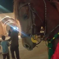 اسب عرب|اسب و تجهیزات اسبسواری|عقدا, |دیوار