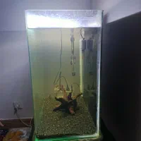 آکواریوم|ماهی|تبریز, |دیوار