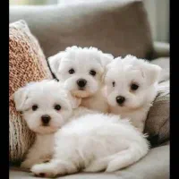 انواع واگذاری مینی پودل سایز ریز