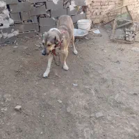 حیوان.|سگ|تربت جام, کاریز نو سفلی|دیوار