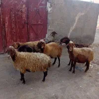 ۷عدد گوسفند سرحال برای یلینی وبوغاز برای فروشی|حیوانات مزرعه|اردبیل, |دیوار