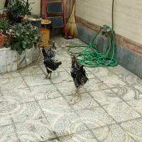 خروس گلین|حیوانات مزرعه|اصفهان, امین‌آباد|دیوار