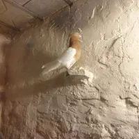 کفتر کبوتر رنگه|پرنده|مشهد, مصطفی خمینی|دیوار