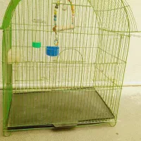 قفس عروس هلندی