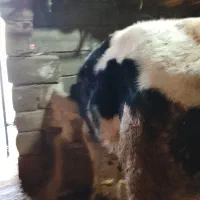 گوساله ماده