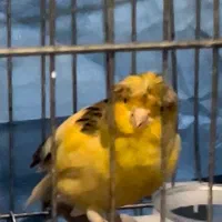 قناری زرد ابلق نر بخون