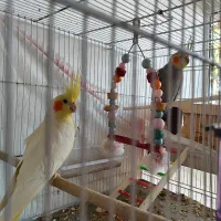 جفت عروس با دو جوجه