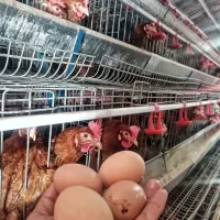 مرغ تخم گذار