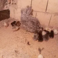 جوجه گلین اصل همراه مادر گیل|حیوانات مزرعه|فردیس, فردیس|دیوار