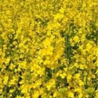 اجاره زمین کشاورزی|فروش دفتر صنعتی، کشاورزی، تجاری|سیمین شهر, |دیوار