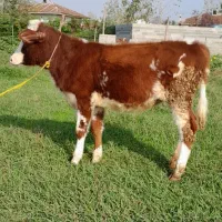 گوساله ماده سیمینتال لیشه گاو|حیوانات مزرعه|رشت, کوی مهر|دیوار