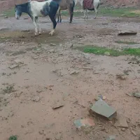 اسب عروسک|اسب و تجهیزات اسب‌سواری|مسجد سلیمان, |دیوار