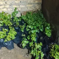 نهالستان نظام خواه